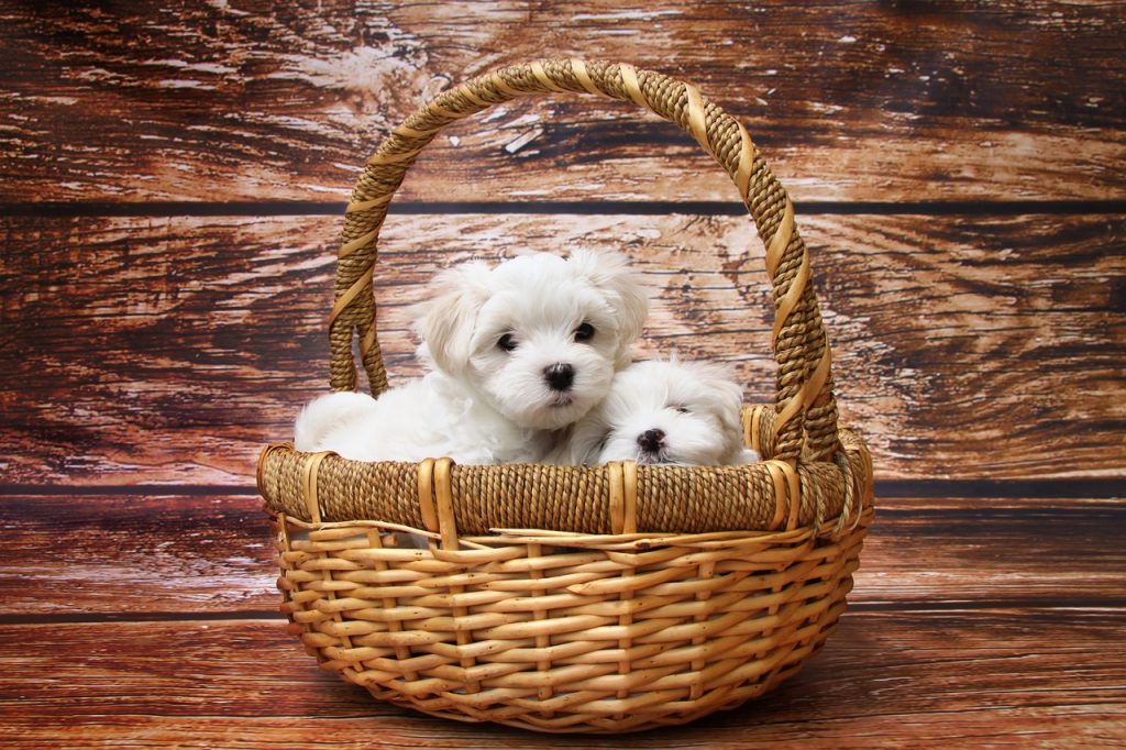 dog-1027549_1280