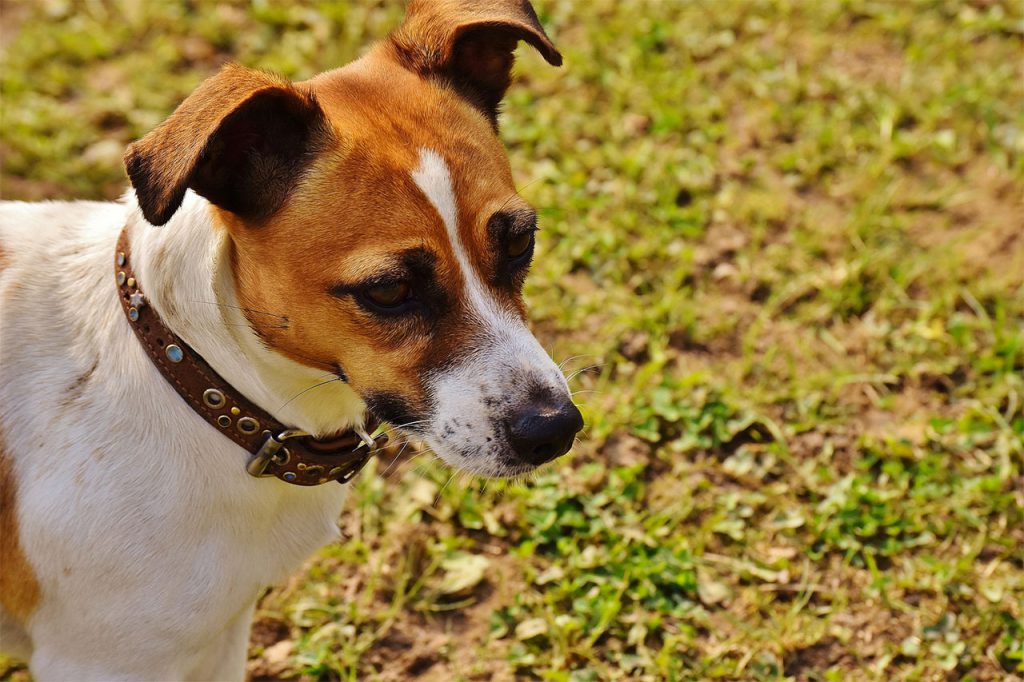 pet