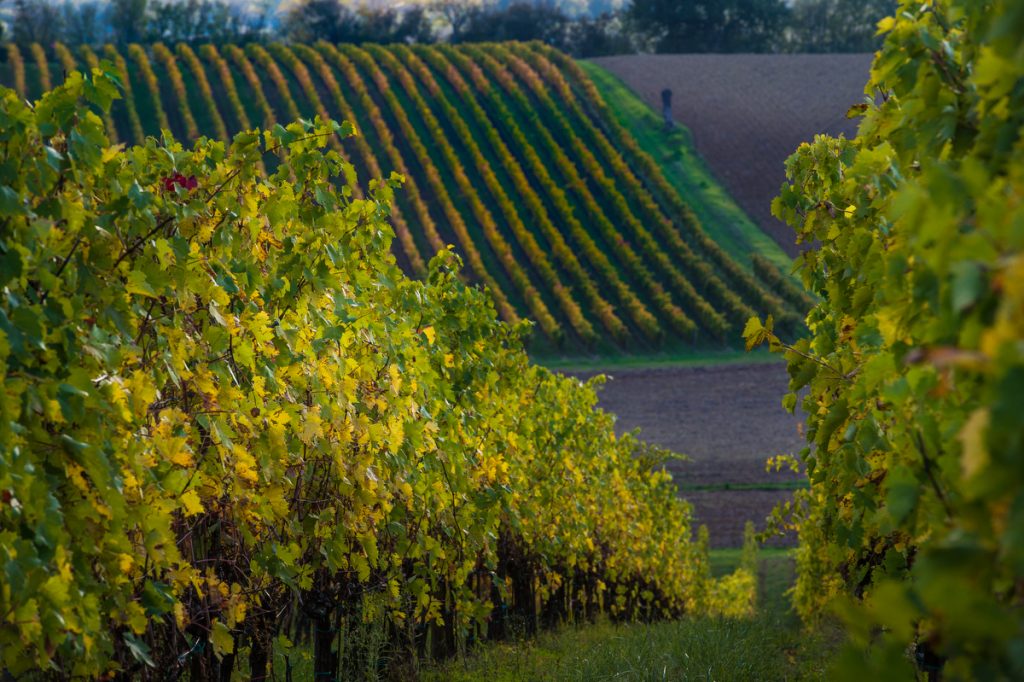 Umani Ronchi autunno © Francesco Vignali Photography