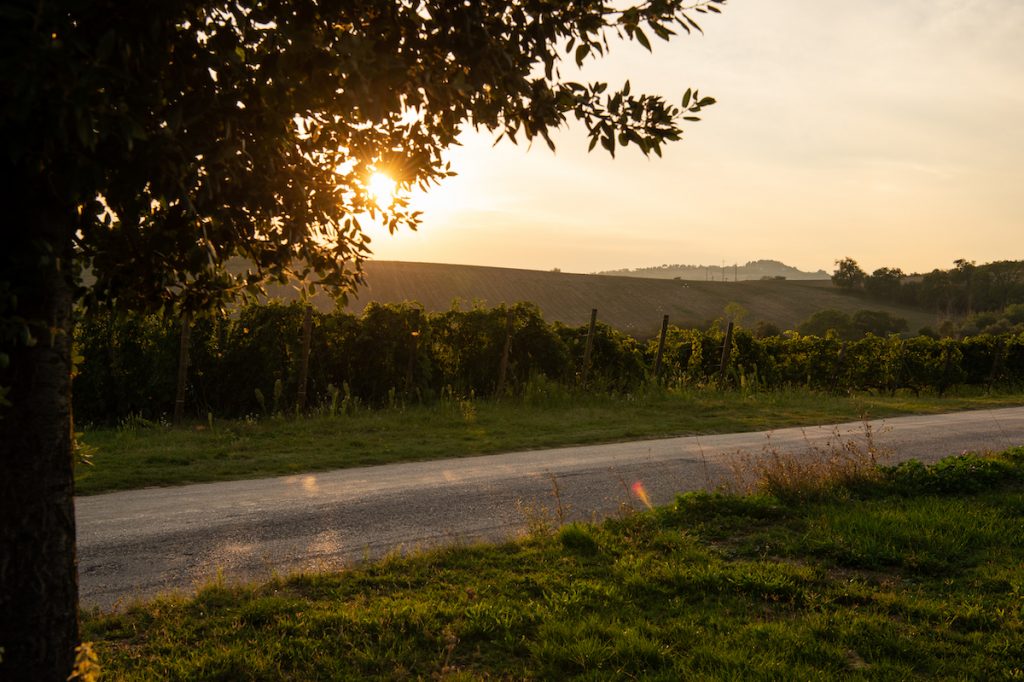 Umani Ronchi Wineyards @Francesco Vignali Photography