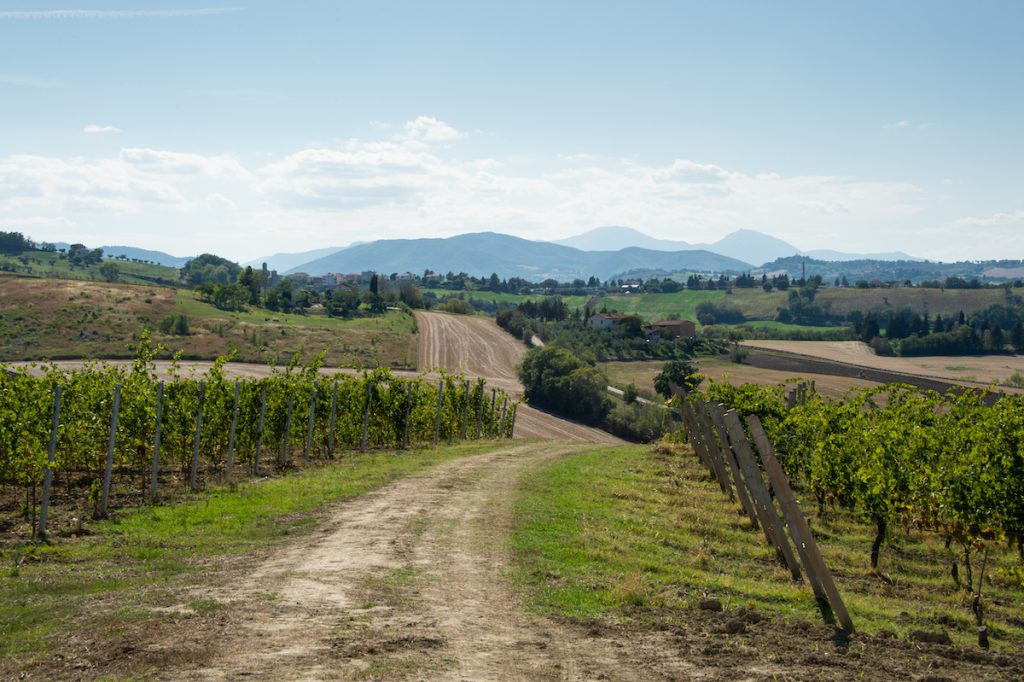 Umani Ronchi Wineyards @Francesco Vignali Photography